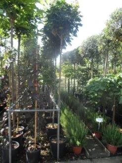 Bolesdoorn (Acer Platanoides 'Globosum') -Garden Plants Series Store acer platanoides globosum 10 12ho cont 1