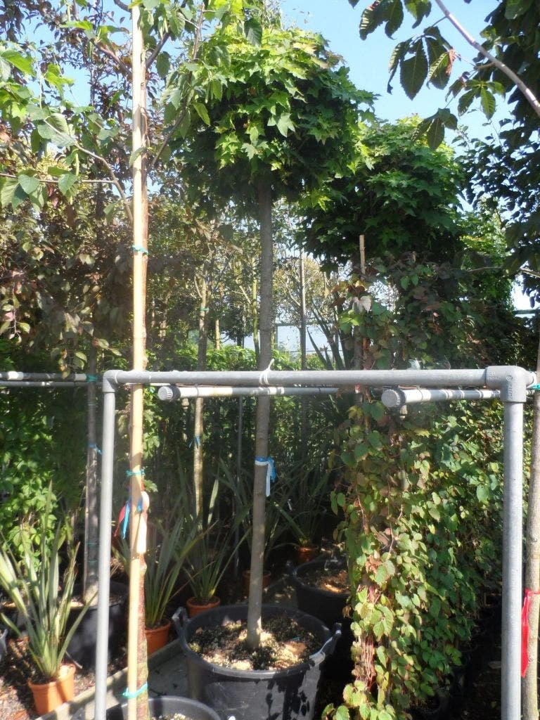 Bolesdoorn (Acer Platanoides 'Globosum') 13 Bolesdoorn (Acer Platanoides 'Globosum') - Image 11