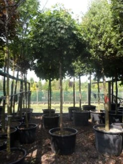 Bolesdoorn (Acer Platanoides 'Globosum') 21 Bolesdoorn (Acer Platanoides 'Globosum') -Garden Plants Series Store acer platanoides globosum 18 20 25ho c200