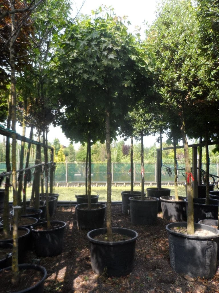 Bolesdoorn (Acer Platanoides 'Globosum') 11 Bolesdoorn (Acer Platanoides 'Globosum') - Image 9