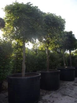 Bolesdoorn (Acer Platanoides 'Globosum') 22 Bolesdoorn (Acer Platanoides 'Globosum') -Garden Plants Series Store acer platanoides globosum 30 35 40ho c1000 1500