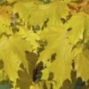 Noorse Esdoorn (Acer Platanoides 'Princeton Gold') 1 Noorse Esdoorn (Acer Platanoides 'Princeton Gold') -Garden Plants Series Store acer platanoides princeton gold 01