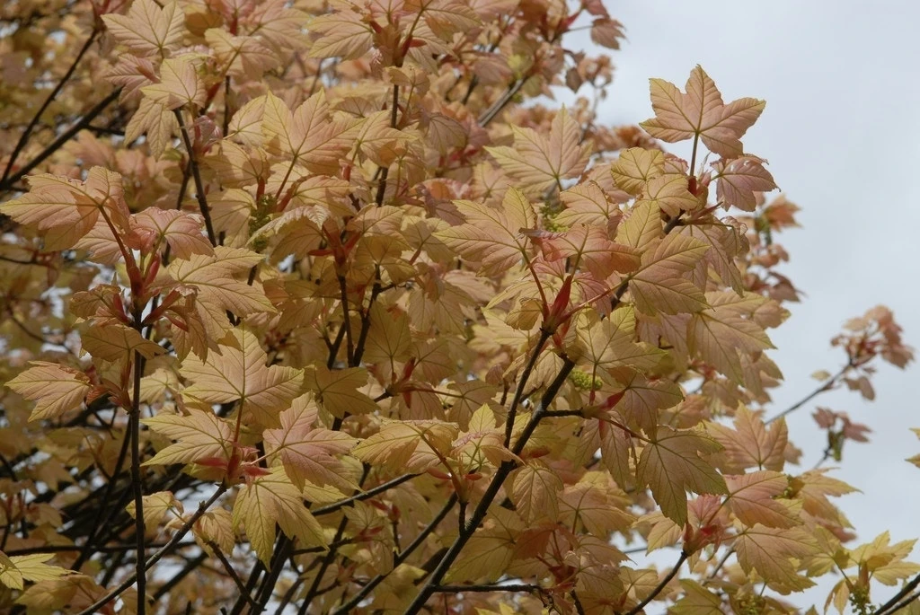 Bonte Bolesdoorn (Acer Pseudoplatanus 'Brilliantissimum') 4 Bonte Bolesdoorn (Acer Pseudoplatanus 'Brilliantissimum') - Image 2