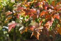 Rode Esdoorn (Acer Rubrum) 7 Rode Esdoorn (Acer Rubrum) -Garden Plants Series Store acer rubrum01