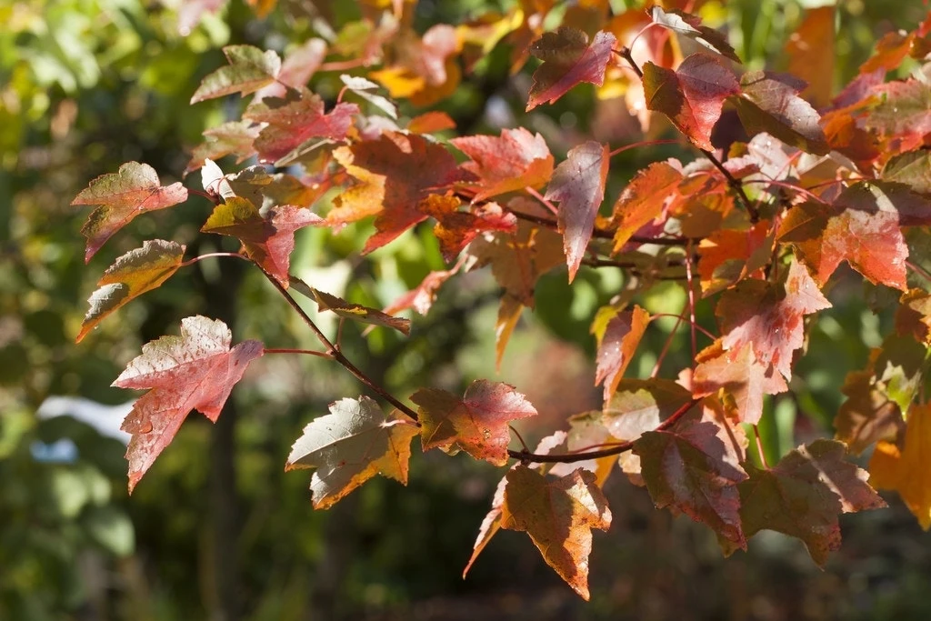 Rode Esdoorn (Acer Rubrum) 5 Rode Esdoorn (Acer Rubrum) - Image 3