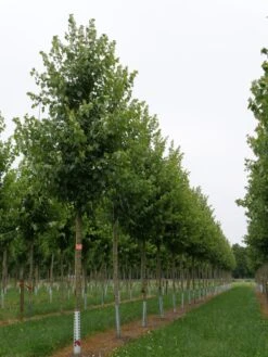 Grote Esdoorn (Acer Rubrum 'Red Sunset') -Garden Plants Series Store acer rubrum red sunset 18 20
