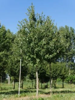 Grote Esdoorn (Acer Rubrum 'Red Sunset') -Garden Plants Series Store acer rubrum red sunset 30 35