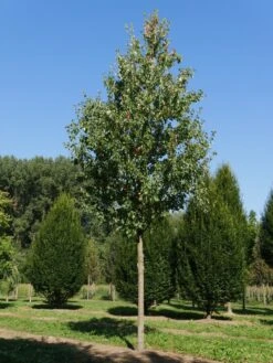 Grote Esdoorn (Acer Rubrum 'Red Sunset') -Garden Plants Series Store acer rubrum red sunset 35 40