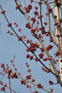 Grote Esdoorn (Acer Rubrum 'Red Sunset') -Garden Plants Series Store acer rubrum red sunset bloemen