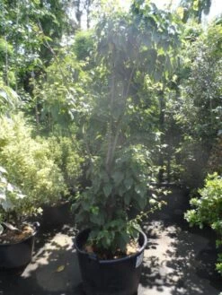 Japanse Slangehuidesdoorn Als Boom (Acer Rufinerve) -Garden Plants Series Store acer rufinerve 175 200 250