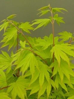 Japanse Esdoorn (Acer Shirasawanum 'Jordan') -Garden Plants Series Store acer shir. jordan 2