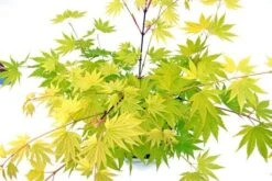 Japanse Esdoorn (Acer Shirasawanum 'Jordan') -Garden Plants Series Store acer shir. jordan 3