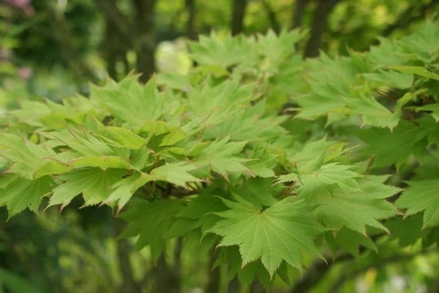 Japanse Esdoorn (Acer Shirasawanum 'Aureum') 6 Japanse Esdoorn (Acer Shirasawanum 'Aureum') - Image 4