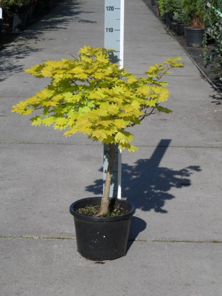 Japanse Esdoorn (Acer Shirasawanum 'Aureum') 12 Japanse Esdoorn (Acer Shirasawanum 'Aureum') - Image 10