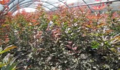 Japanse Esdoorn (Acer Palmatum 'Skeeter's Broom') -Garden Plants Series Store acer skeeters broom