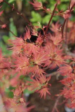 Japanse Esdoorn (Acer Palmatum 'Wilson's Pink Dwarf') -Garden Plants Series Store acer wilsons pink dwarf 3