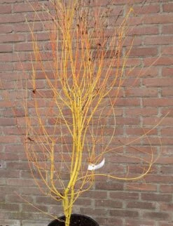 Japanse Esdoorn (Acer Palmatum 'Bi Hoo') -Garden Plants Series Store acerbihoo01