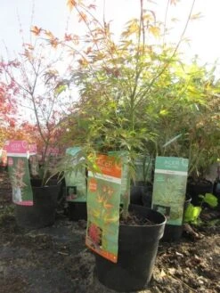 Japanse Esdoorn (Acer Palmatum 'Wilson's Pink Dwarf') -Garden Plants Series Store acerpinkdwarf01