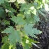 Zilver Esdoorn (Acer Saccharinum) -Garden Plants Series Store acersaccharinum blad 1