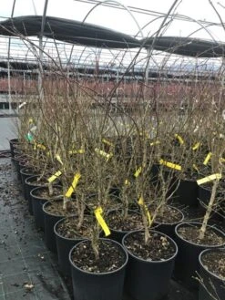 Japanse Esdoorn (Acer Palmatum 'Summer Gold') -Garden Plants Series Store acersummergold