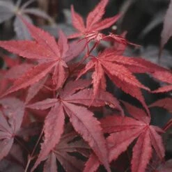 Japanse Esdoorn (Acer Palmatum 'Atropurpureum') -Garden Plants Series Store acpatrop 9 1