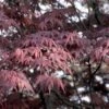 Japanse Esdoorn (Acer Palmatum 'Bloodgood') -Garden Plants Series Store acpblood 12 1