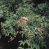 Japanse Esdoorn (Acer Palmatum 'Butterfly') -Garden Plants Series Store acpbutte 8
