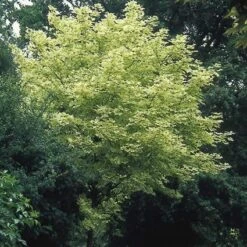 Bonte Esdoorn (Acer Platanoides 'Drummondii') -Garden Plants Series Store acpdrumm 11