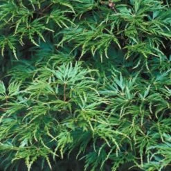 Japanse Esdoorn (Acer Palmatum 'Seiryu') -Garden Plants Series Store acpseiry 6