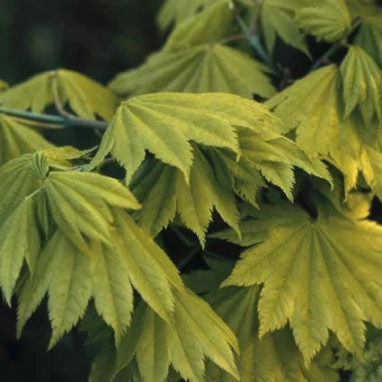 Japanse Esdoorn (Acer Shirasawanum 'Aureum') 4 Japanse Esdoorn (Acer Shirasawanum 'Aureum') - Image 2