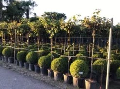 Kiwiplant Als Dakboom (Actinidia Chinensis) -Garden Plants Series Store actinidia chinensis deliciosa dak 1