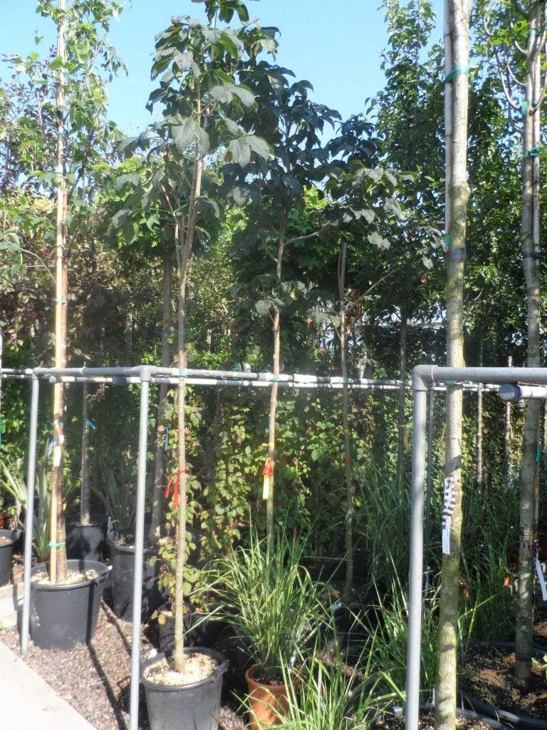 Kastanjeboom (Aesculus Carnea 'Briotii') 5 Kastanjeboom (Aesculus Carnea 'Briotii') - Image 3