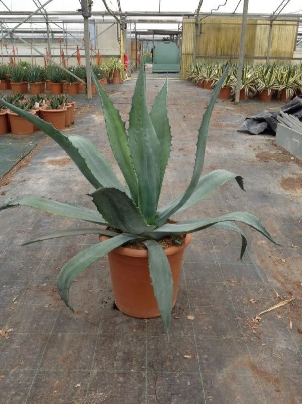 Agave (Agave Americana) 9 Agave (Agave Americana) - Image 7