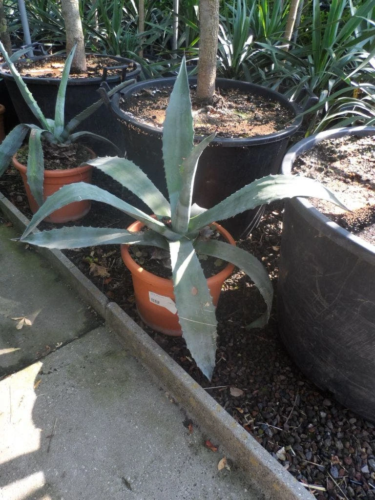 Agave (Agave Americana) 8 Agave (Agave Americana) - Image 6