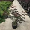 Albizia Als Struik (Albizia Julibrissin ‘Evey’s Pride’) -Garden Plants Series Store albizia julibr. evey s pride c20 1