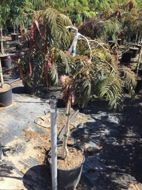 Perzische Slaapboom Als Halfstam (Albizia 'Chocolate Fountain') 4 Perzische Slaapboom Als Halfstam (Albizia 'Chocolate Fountain') - Image 2