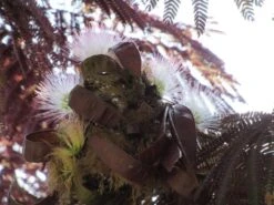 Perzische Slaapboom Als Boom (Albizia Julibrissin 'Summer Chocolate') -Garden Plants Series Store albizia summer chocolate