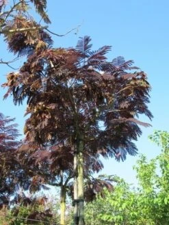 Perzische Slaapboom Als Boom (Albizia Julibrissin 'Summer Chocolate') -Garden Plants Series Store albizia summer chocolate 2