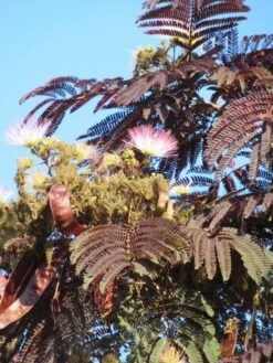 Perzische Slaapboom Als Boom (Albizia Julibrissin 'Summer Chocolate') -Garden Plants Series Store albizia summer chocolate 4