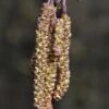 Zwarte Els, Bosplantsoen (Alnus Glutinosa) -Garden Plants Series Store alnus glutinosa 01 1