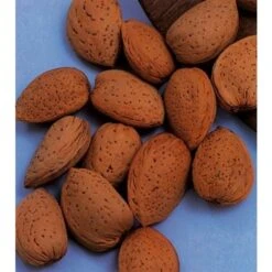 Amandelboom (Prunus Dulcis) -Garden Plants Series Store amandelboom prunus dulcis robijn prunus dulcis robijn amandel 8f2