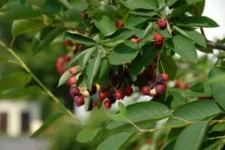 Krent Als Boom (Amelanchier Lamarckii) -Garden Plants Series Store amelanchier lamarckii bessen