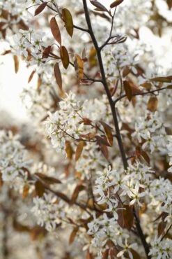 Meerstammige Krentenboom (Amelanchier Lamarckii) -Garden Plants Series Store amelanchier lamarckii01