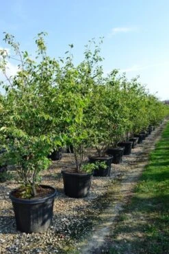 Meerstammige Krentenboom (Amelanchier Lamarckii) -Garden Plants Series Store amelanchierlammarckii01 2