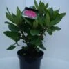 Rhododendron (Rhododendron 'American Beauty') -Garden Plants Series Store american beauty c5 voor