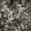 Krentenboompje, Bosplantsoen (Amelanchier Lamarckii) -Garden Plants Series Store amlamarc 13 1 2