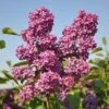 Sering (Syringa Vulgaris 'Andenken An Ludwig Spath') -Garden Plants Series Store andenken an ludwig spath 1