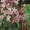 Groenblijvende Clematis (Clematis Armandii 'Hendersonii Rubra') -Garden Plants Series Store arm. hendersonii rubra