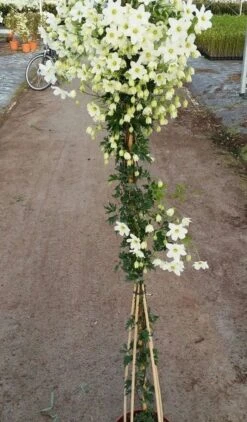 Groenblijvende Clematis (Clematis 'Avalanche') -Garden Plants Series Store avalanche r 180cm