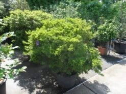 Japanse Azalea (Rhododendron 'Madame Van Hecke') -Garden Plants Series Store azalea japonica 125 150 c70